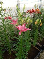 [4004 Candy Blossom No01.JPG]